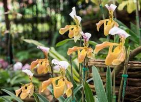 gele damesslipper orchidee foto