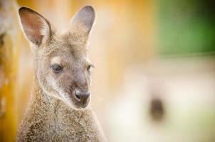 portret van kangoeroe foto
