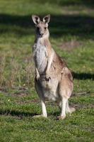 kangoeroe foto