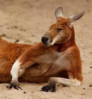 hooghartige en zelfingenomen kangoeroe foto