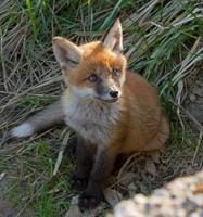 Red Fox Cub foto