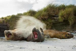 volwassen zeeolifanten flikkerend zand