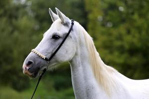 mooie volbloed paardenhoofd op boerderij tegen natuurlijke backgr foto