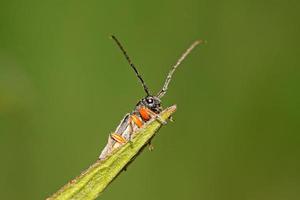 coleoptera cerambycidae insecten