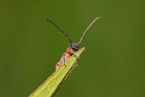 coleoptera cerambycidae insecten
