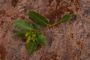 groene jonge aroma lauriertak foto