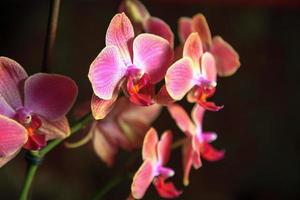 paarse orchideetak foto