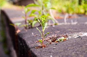 groene plant die uit beton groeit foto