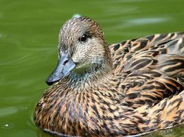 falcated duck vrouw zwemmen foto