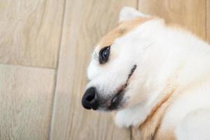 volwassen corgi rondkijken op de houten grond. schattige puppy corgi ligt op de grond foto