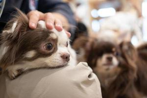 hand streelde het hoofd van de hond met liefde. de handen van een man die de hoofden van een hond strelen. Liefde affectie foto