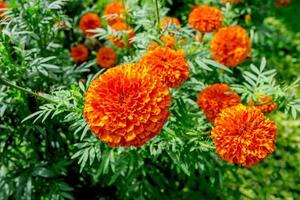 goudsbloemtuin, prachtige bloementuin buiten, bloemen zijn oranje. foto