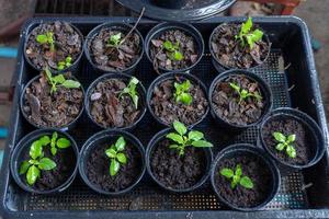 jonge heilige basilicum plant op een plastic zwarte pot en dienblad. foto