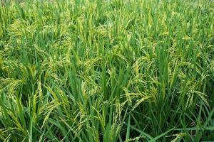 gebied van groeiende rijstplanten. groene padie. teelt van belangrijke gewassen van thailand. foto