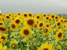 zonnebloemvelden bloeien op het zomerse platteland. foto