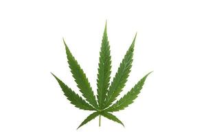 close-up van cannabisbladeren of een groen hennepblad op geïsoleerde witte achtergrond, marihuana als geneeskrachtig kruid knipsel van de achtergrond met uitknippad, bovenaanzicht, flatlay, top-down. foto