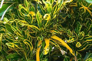 codiaeum variegatum bloeiend in de tuin foto