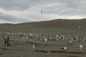 pinguïns in Patagonië foto