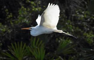 grote witte zilverreiger die tegen gebladerte van de roekenkolonie, Florida vliegt foto