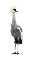 grijze kraanvogel - balearica regulorum (18 maanden) foto