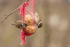 vogels op voedingszak foto