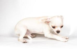chihuahua pup op witte achtergrond foto