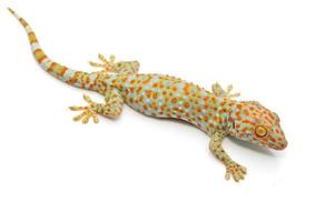 gekko
