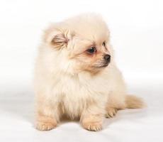 Pommeren spitz puppy op een witte achtergrond foto