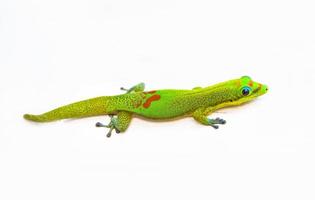 groene gekko foto