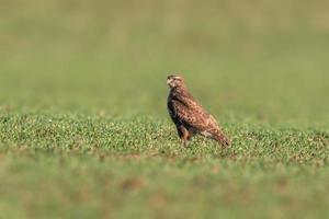 een buizerd zit in het voorjaar op een groen veld foto