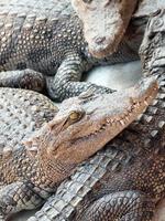 de krokodillen sluiten omhoog in Thailand
