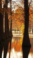 het prachtige boszicht op het water in de herfst foto