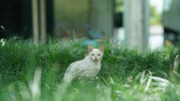 de schattige kat met de ronde ogen en het mooie gezicht foto