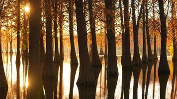 het prachtige boszicht op het water in de herfst foto
