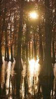 het prachtige boszicht op het water in de herfst foto