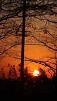 het prachtige uitzicht op de zonsondergang in het bos met het warme en kleurrijke zonsondergangzonlicht foto