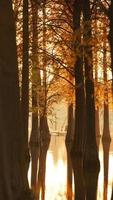 het prachtige boszicht op het water in de herfst foto