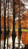 het prachtige boszicht op het water in de herfst foto