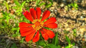 mooie kleurrijke rozen in de tuin foto