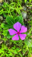 mooie kleurrijke rozen in de tuin foto