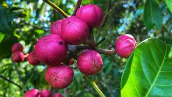 paars fruit staat prachtig in de tuin foto