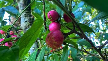 paars fruit staat prachtig in de tuin foto