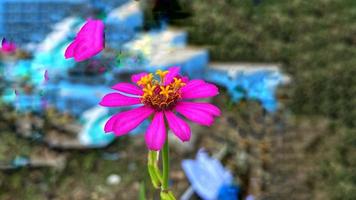 mooie kleurrijke rozen in de tuin foto