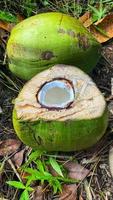 ziet er prachtig uit groene kokosnoten in de kokostuin foto