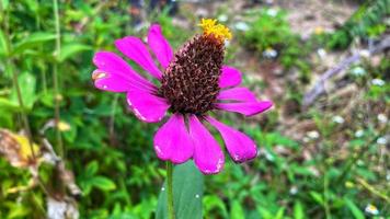 mooie kleurrijke rozen in de tuin foto