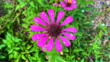 mooie kleurrijke rozen in de tuin foto