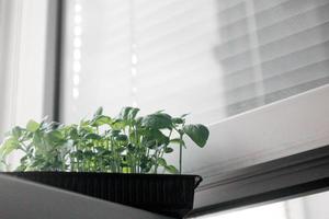 microgroenten. basilicum groen. close-up.green jonge plant spruiten op een witte achtergrond, schaduwen van het licht uit het raam foto