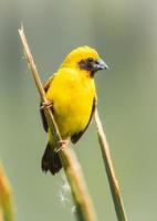 vogel Aziatische gouden wever foto