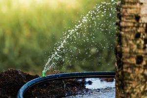 grote planten water geven met een kleine watersproeikop, zaad- en plantconcept. soft focus. foto