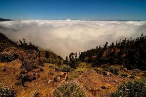 hoge wolken boven dennenappelbomen bos foto